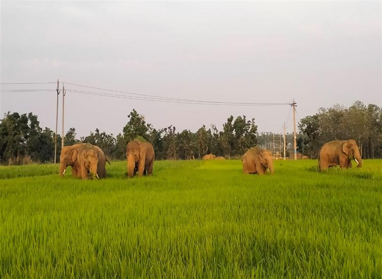 Odishakhabar: